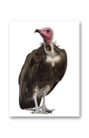 Hooded vulture - Necrosyrtes monachus (11 years old) in front of a white background