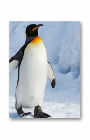 Emperor penguin walk on snow