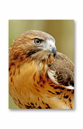 Head shot of a Red Tailed Hawk with green background.