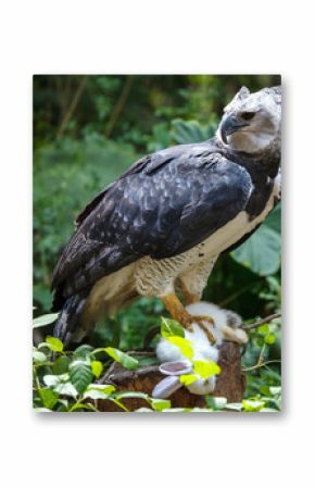 Harpy Eagle