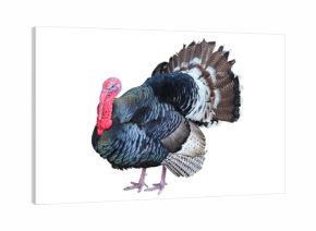 turkey isolated on the white background