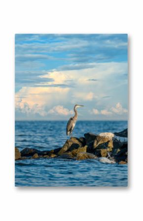 Great Blue Heron looking out over the Chesapeake Bay