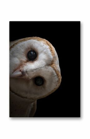 common barn owl ( Tyto albahead ) close up