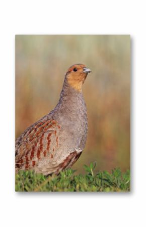 Grey partridge beautiful poses in the grass