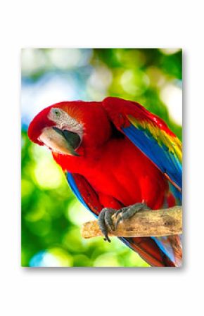 Red ara parrot outdoor