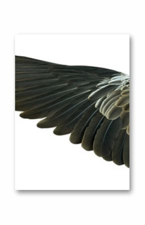 Wings isolated on white