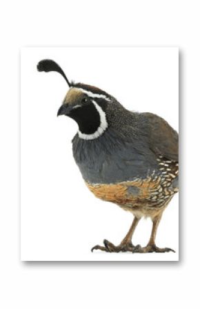 California Quail