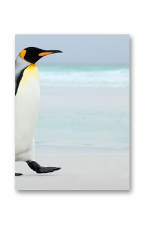 Big King penguin going to blue water, Atlantic ocean in Falkland Island, coast sea bird in the nature habitat