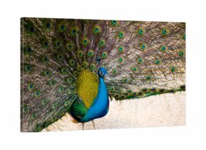 Many newborn rabbit or group of baby bunny sleeping in white cloth