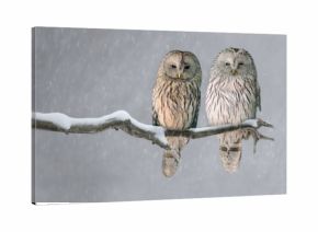 Pair of Ural owls sitting on branch (Strix uralensis)