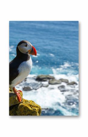 Puffin taken at the cliffs of Latrabjarg Iceland
