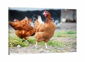 Chickens on traditional free range poultry farm