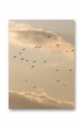 a flock of seagulls in the sky at sunset