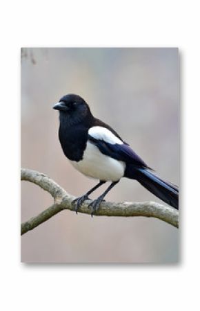 Eurasian magpie bird