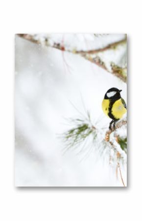 Great tit in winter