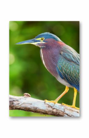 Green heron sitting on a tree