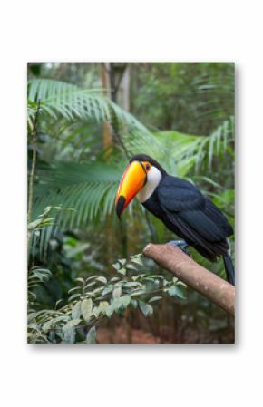Exotic toucan brazilian bird in nature in Foz