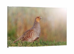 Grey partridge in a beautiful sunlight with sunny hotspot