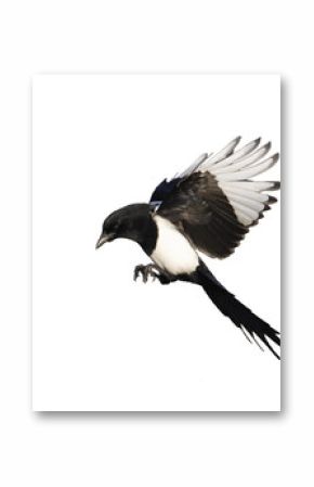 Magpie, Pica pica
