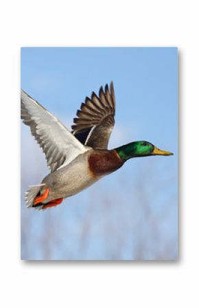 Male Mallard duck (Anas platyrhynchos) drake in flight isolated against a blue winter sky in winter in Canada