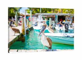 Big brown pelicans in Islamorada, Florida Keys