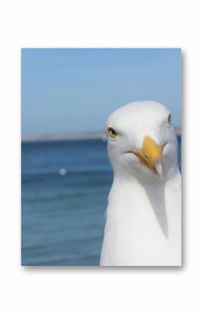 Funny curious seagull in Santa Barbara, California