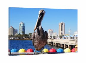 Pelikan in St Pete Beach