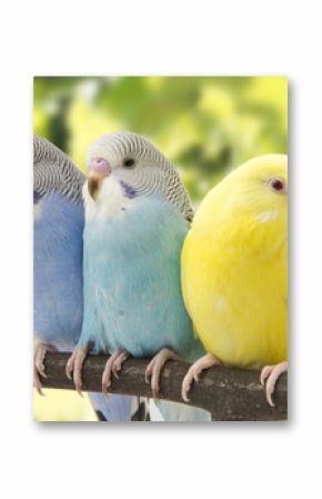 three budgies are in the roost