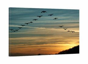 Bird Migration at Sunset