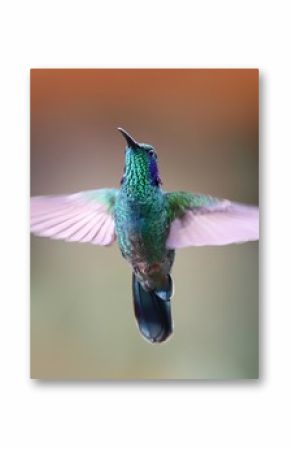 Green violetear hummingbird hovering with wings open in Costa Rica