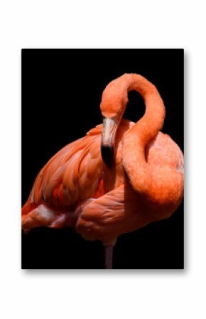 Flamingo with black background