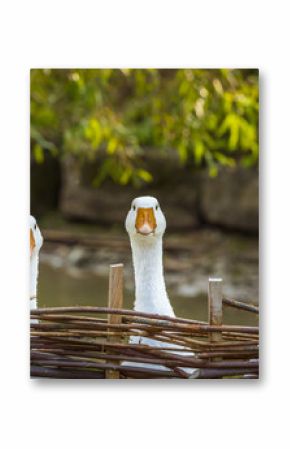 Three funny white geese - Funny image with three domestic geese behind a wattled fence, looking in the same direction.