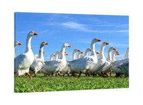 Gänse im Gänsemarsch auf einer Wiese