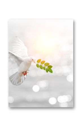 Dove carrying leaf branch