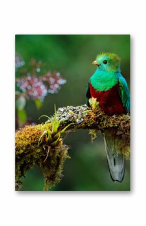 Beautiful bird in nature tropic habitat. Resplendent Quetzal, Pharomachrus mocinno, Savegre in Costa Rica, with green forest background. Magnificent sacred green and red bird. Birdwatching in jungle.