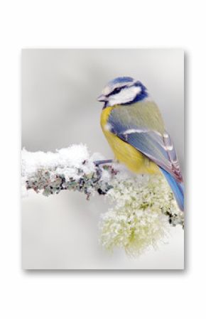 Snow winter with cute songbird. Bird Blue Tit in forest, snowflake and nice lichen branch. First snow with animal. Snowfall fit beautiful little yellow and blue bird. Wildlife scene from snowy nature.