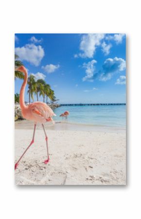 Three flamingos on the beach