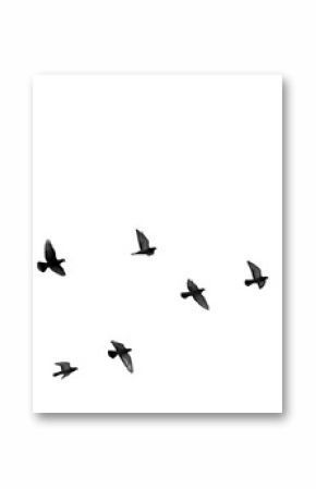 flock of pigeons on a white background