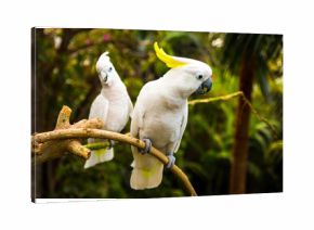 Two white cockatooes in Loro Park in Tenerife