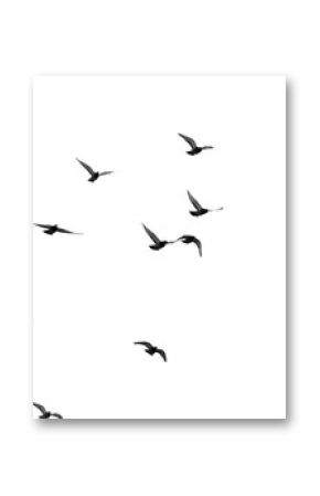 flock of pigeons on a white background