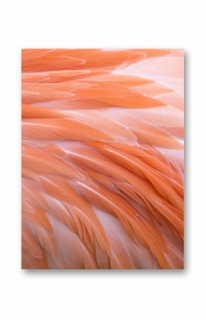 Flamingo feather pink background