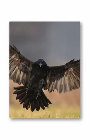 Common Raven (Corvus corax)