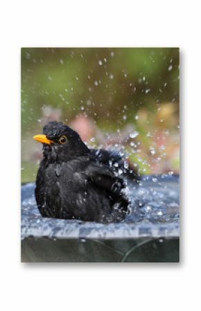 Close up of a male Blackbird enjoying a wash in a bird bath