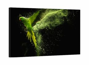 Flying parrot Alexandrine parakeet with colored powder clouds. On black background