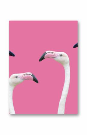 an flamingo head