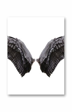 Angel wings, Natural black wing plumage