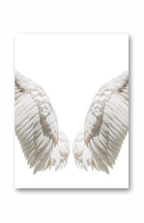 Natural white wing plumage