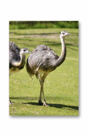Two Greater Rheas (Rhea americana) walking on grass