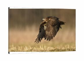 Common buzzard (Buteo buteo)