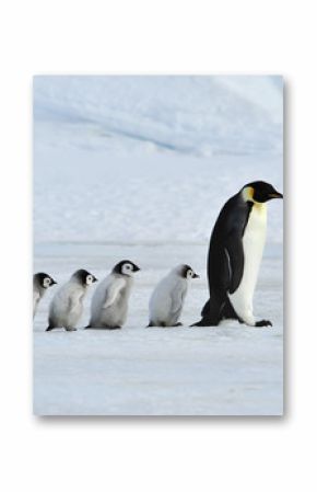 Emperor Penguins with chick